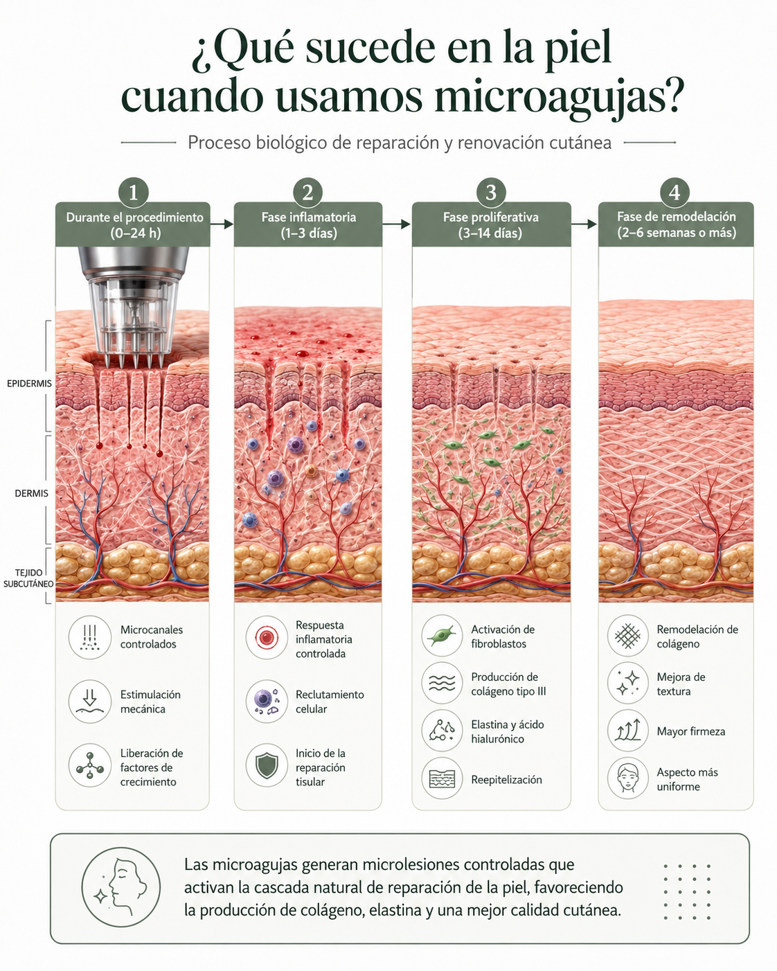 Fases de la respuesta de la piel después del microneedling e inducción de colágeno